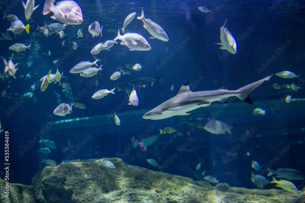 Naklejka premium tiburones y peces de acuario