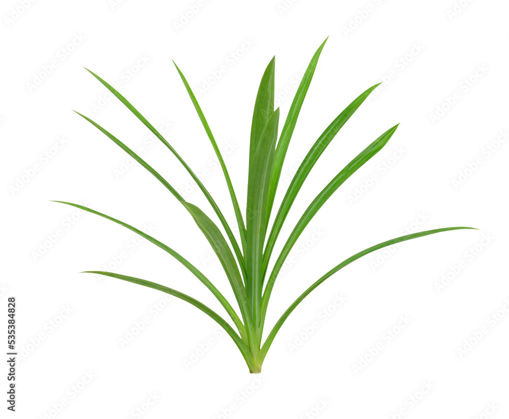 Pandanus Palm isolated on transparent png