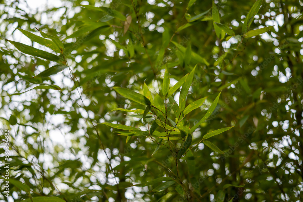 木の葉 緑 木の葉 緑