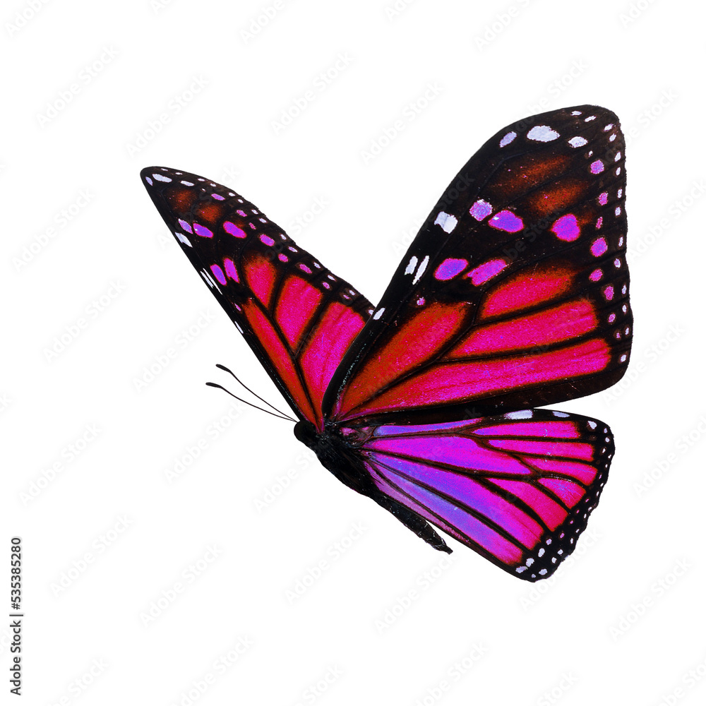 Fototapeta premium Beautiful monarch butterfly