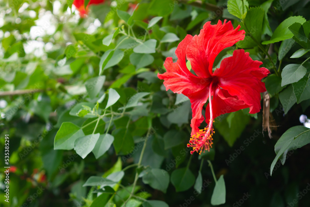 Beautiful red hibiscus flower on branch