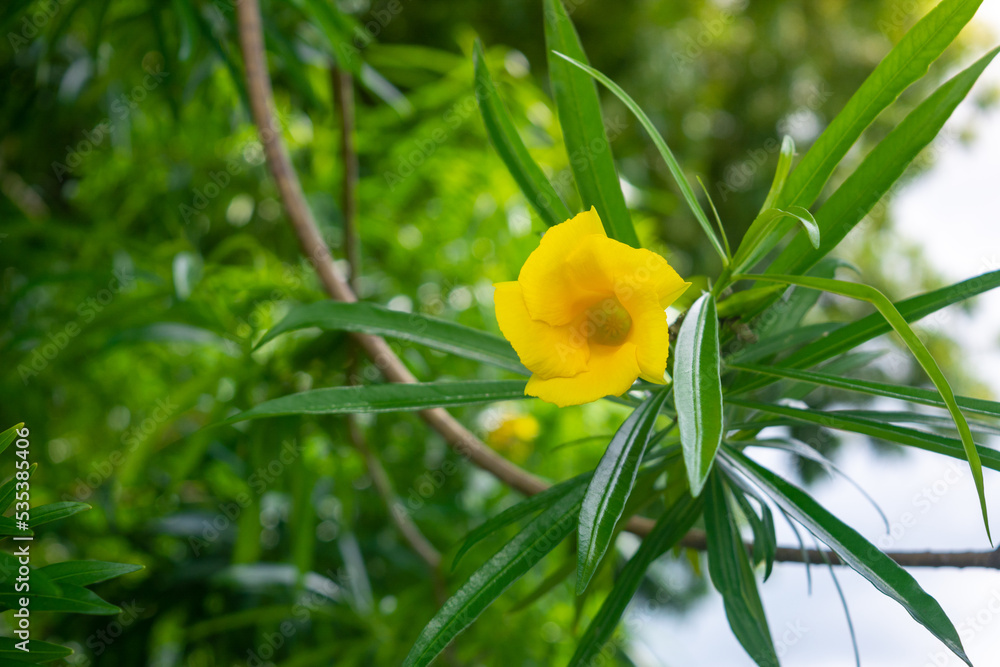 Yellow oleander flower on tree with green leaves Yellow oleander flower on tree with green leaves