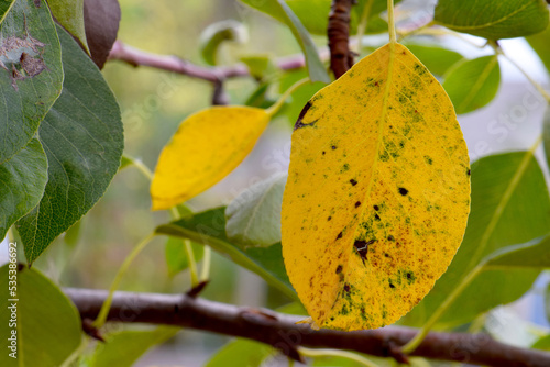 Yellow Pear Leaf in Tree 03