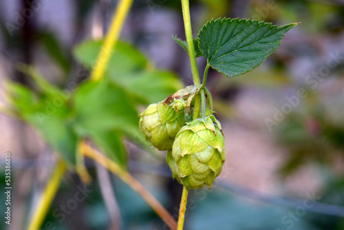 Hops with Green Leaf 04