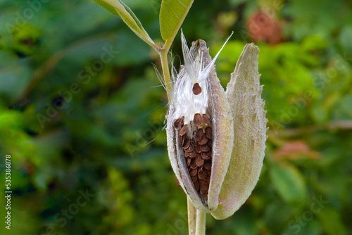 Showy Milkweed Fiber 02