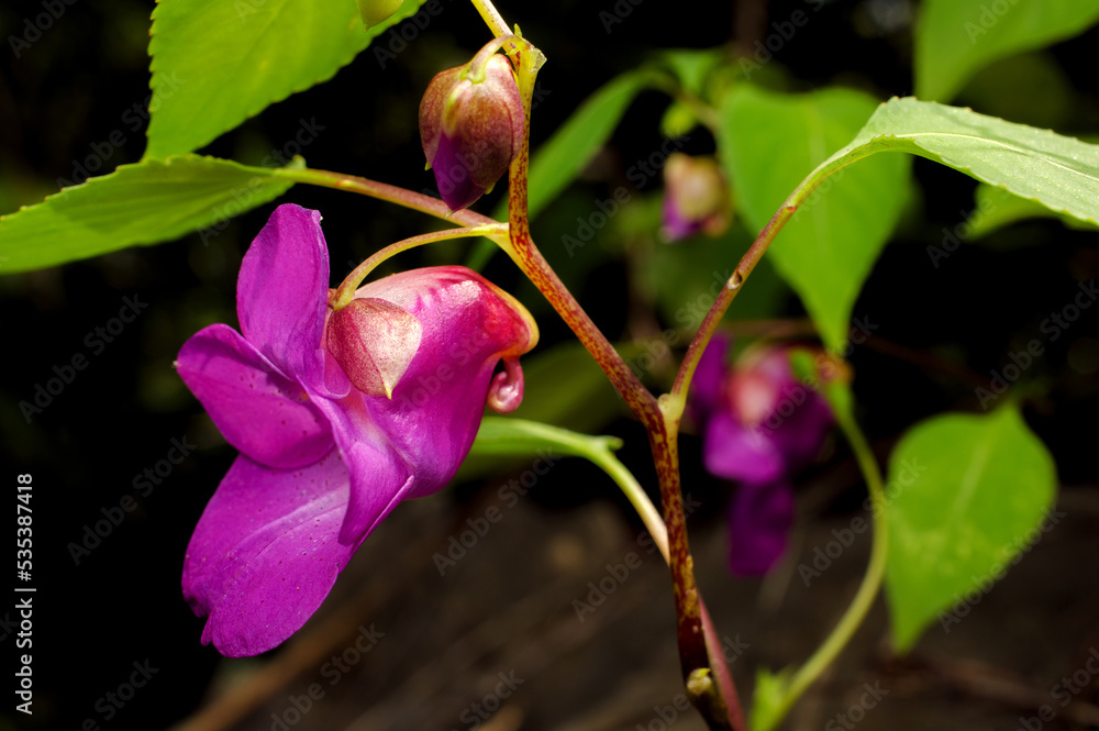 Beauty impatiens psittacina, parrot flower at Doi Luang Chiang Dao mountain, Chiang Mai, Thailand Beauty impatiens psittacina, parrot flower at Doi Luang Chiang Dao mountain, Chiang Mai, Thailand