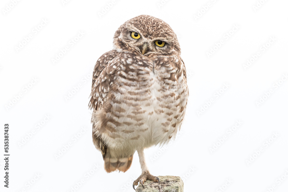 Fototapeta premium a funny owl standing on one foot