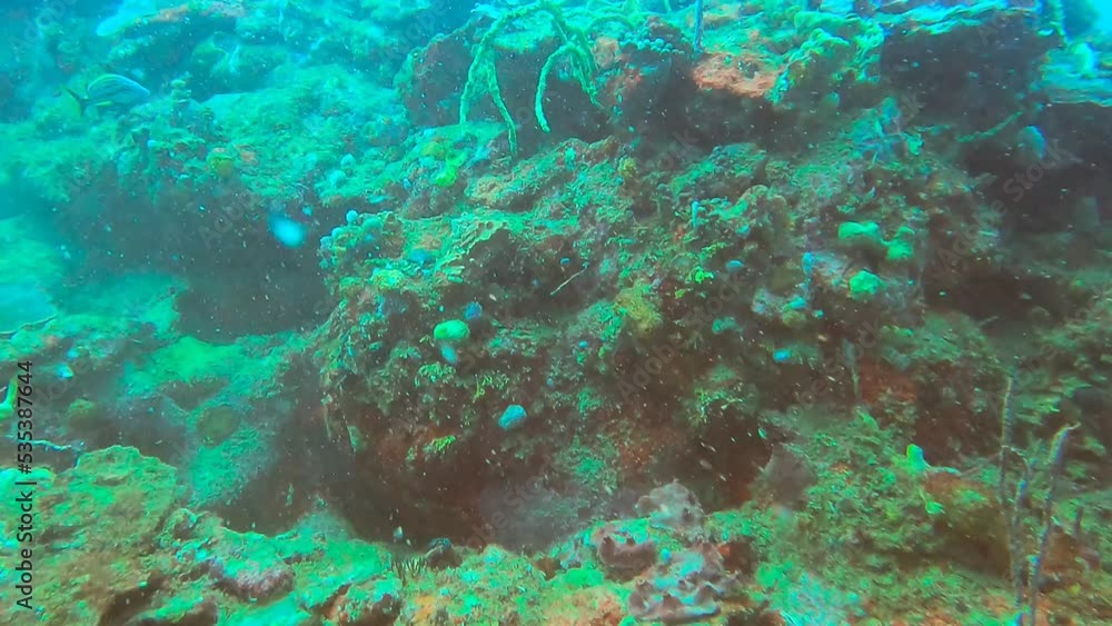 diver and coral diver and coral
