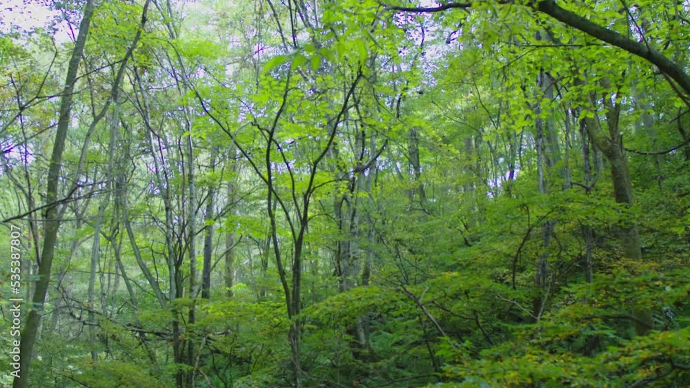 Japanese natural landscape. Karuizawa Town, Nagano Prefecture. Japanese natural landscape. Karuizawa Town, Nagano Prefecture.
