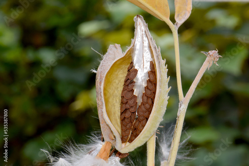 Autumn Showy Milkweed 03 photo