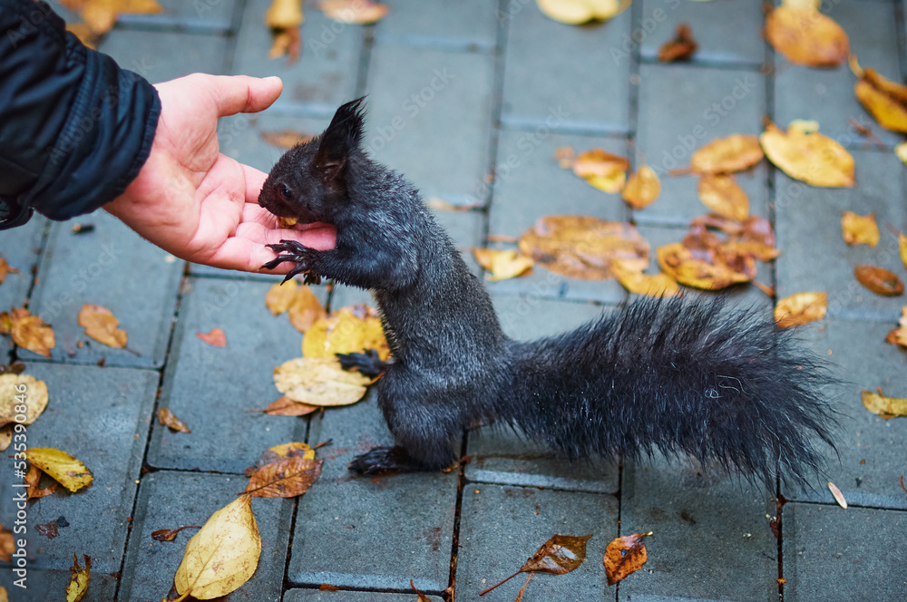 Squirrel on the pavement with autumn leaves. Funny black squirrel eats nuts  from the palm. A