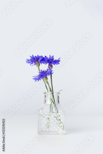 Minimalist floral bouquet in crystal glass vase, violet blue flowers cornflower in small jar against white wall, minimal decor indoor setting. Summer still life with light background