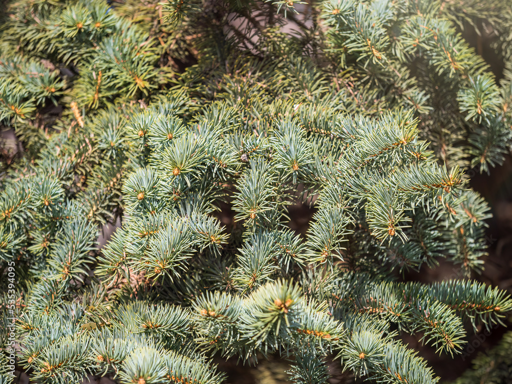 Background of green spruce branches in sunset light