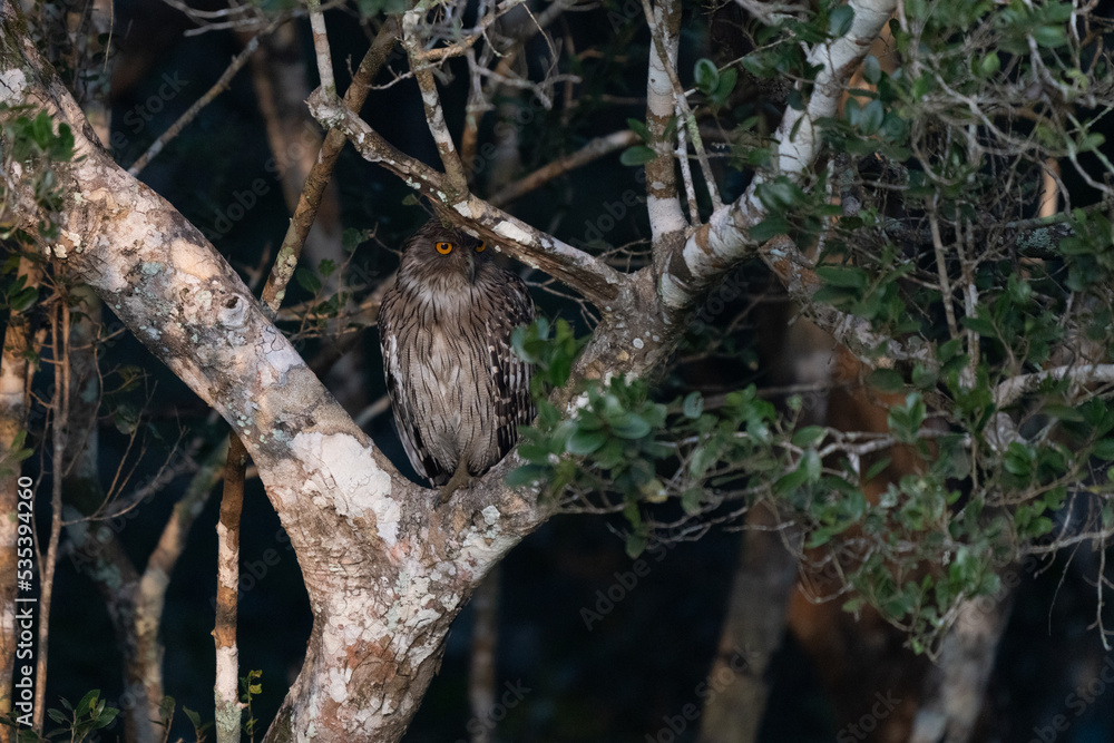 Crested hawk eagle perched in a branch