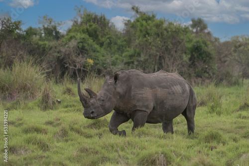 White rhinoceros (Ceratotherium simum) with calf in natural habitat, South Africa