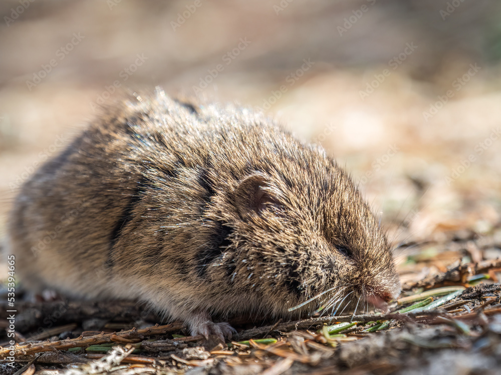 A closeup of a Common vole, Microtus arvalis, on the ground with a blurry background A closeup of a Common vole, Microtus arvalis, on the ground with a blurry background