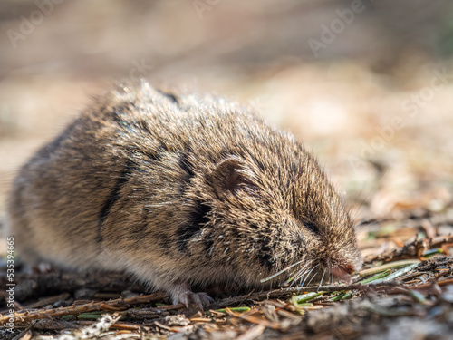 A closeup of a Common vole, Microtus arvalis, on the ground with a blurry background