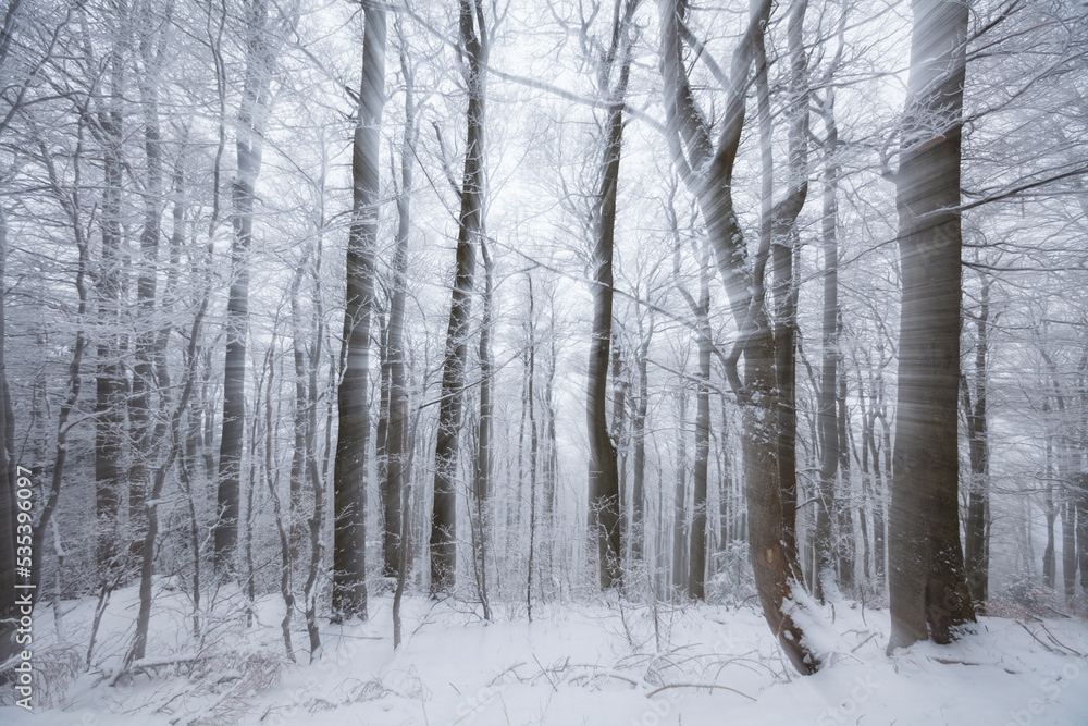 Deep forest in the winter. Landscape photography with creative zoom effect. Deep forest in the winter. Landscape photography with creative zoom effect.