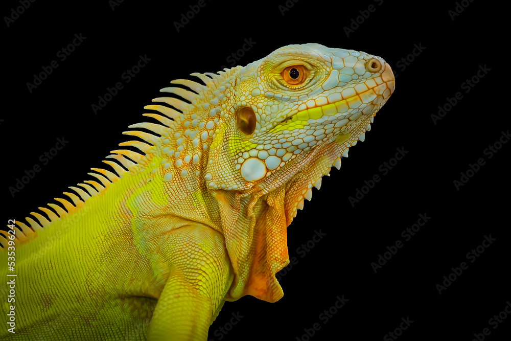 Obraz premium Golden Iguana