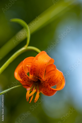 Lilium carniolicum flower growing in meadow, macro	 photo