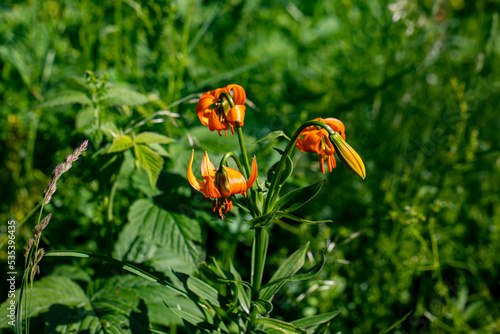 Lilium carniolicum flower growing in meadow, macro	 photo