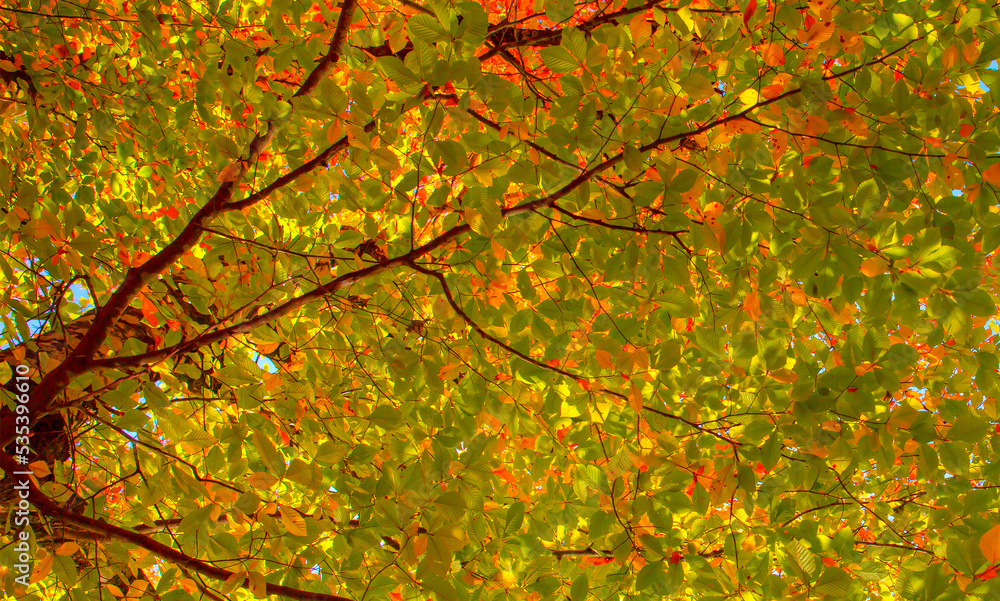 Autumn landscape of bottom view of the fresh multicolor foliage along the trunk of a tree