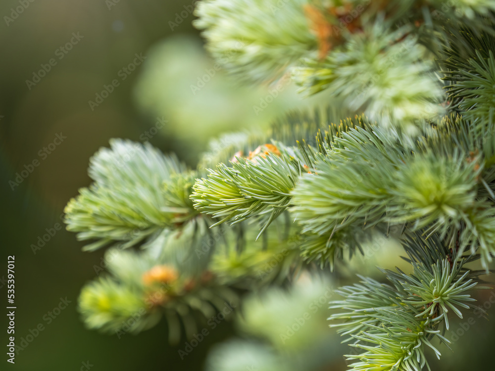 Fir branches with fresh shoots in spring.