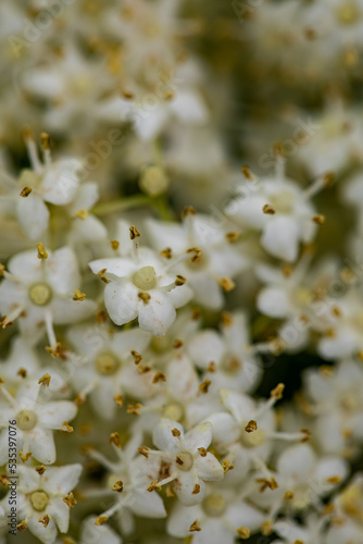 Sambucus nigra growing in meadow, close up 