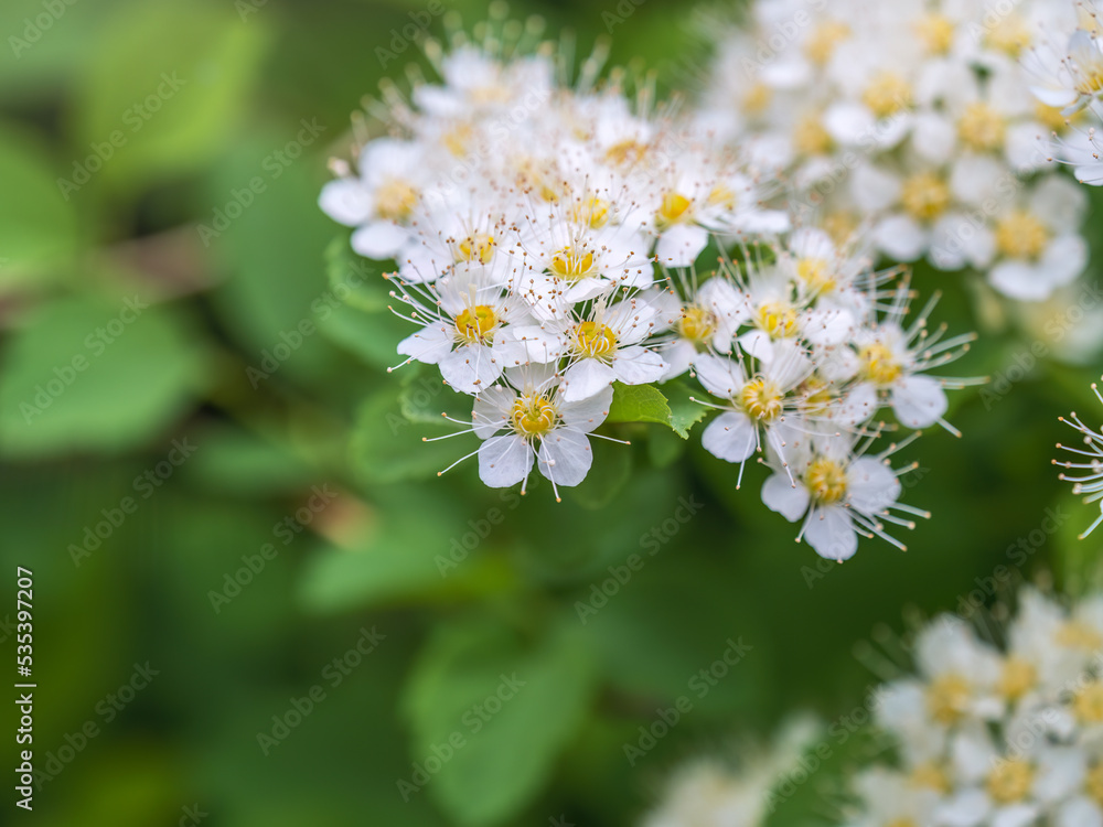 Spiraea chamaedryfolia or germander meadowsweet or elm-leaved spirea white flowers with green background. Spiraea chamaedryfolia or germander meadowsweet or elm-leaved spirea white flowers with green background.