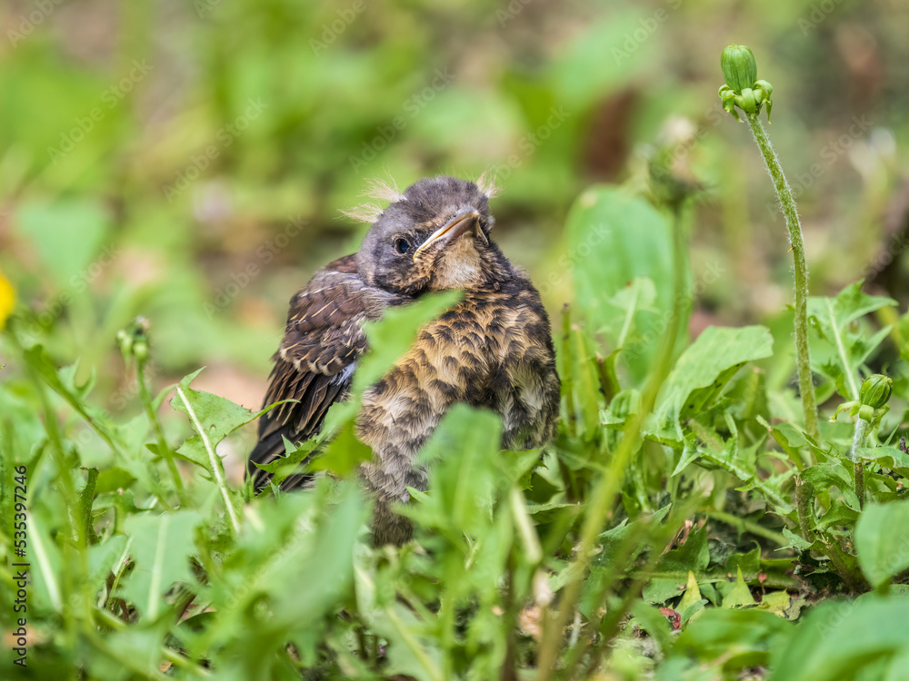 A fieldfare chick, Turdus pilaris, has left the nest and sitting on the spring lawn. A fieldfare chick sits on the ground and waits for food from its parents. A fieldfare chick, Turdus pilaris, has left the nest and sitting on the spring lawn. A fieldfare chick sits on the ground and waits for food from its parents.