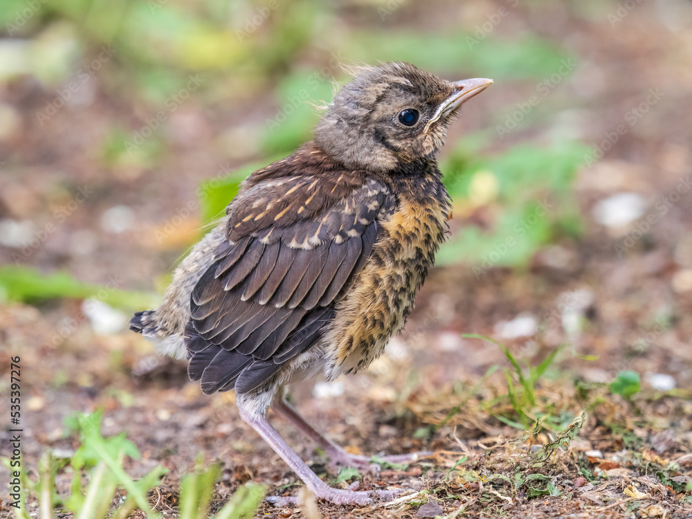 A fieldfare chick, Turdus pilaris, has left the nest and sitting on the spring lawn. A fieldfare chick sits on the ground and waits for food from its parents. A fieldfare chick, Turdus pilaris, has left the nest and sitting on the spring lawn. A fieldfare chick sits on the ground and waits for food from its parents.