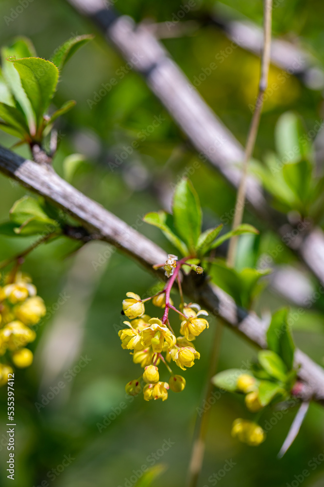 Berberis vulgaris flower growing in meadow, close up Berberis vulgaris flower growing in meadow, close up