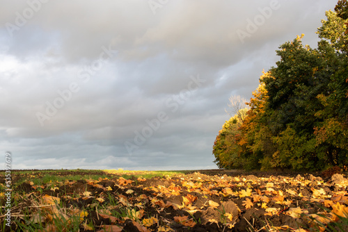 Autumn landscape with a plowed field  trees and stormy dramatic sky with clouds. Autumn leaves on the field. Sunset