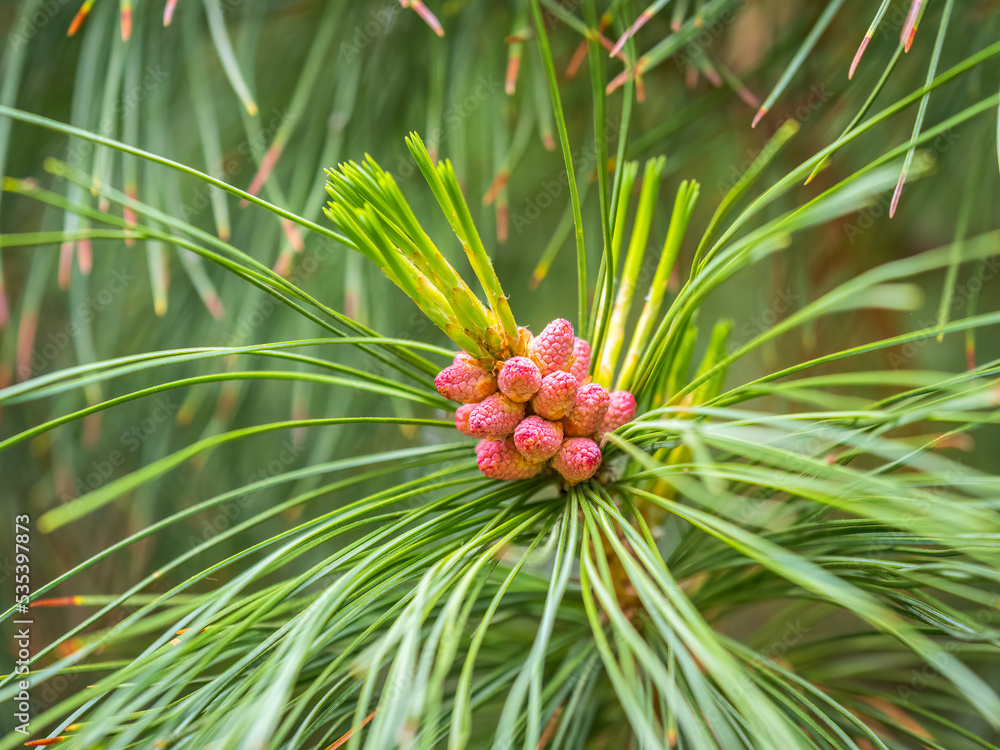 Needles and flowering of Siberian pine in sunny spring day. Pinus sibirica flower. Flowering Siberian cedar cones