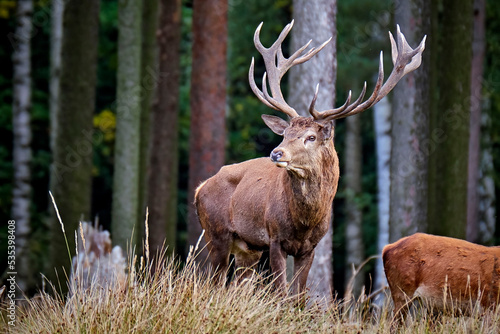 Rothirsch ( Cervus elaphus ).