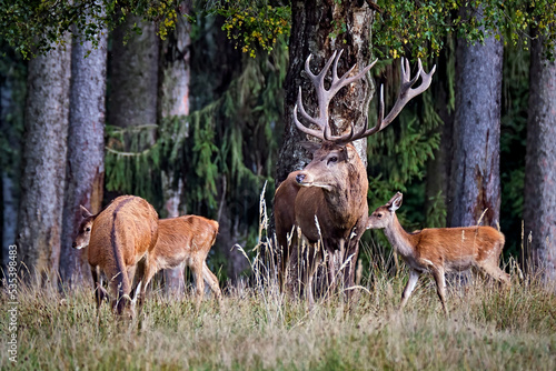 Fototapeta Naklejka Na Ścianę i Meble -  Rothirsch ( Cervus elaphus ).