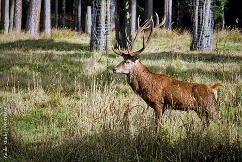 Fototapeta Naklejka Na Ścianę i Meble -  Rothirsch ( Cervus elaphus ).