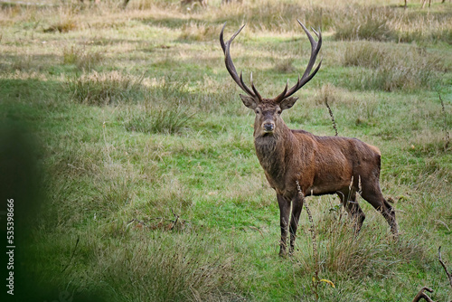 Fototapeta Naklejka Na Ścianę i Meble -  Rothirsch ( Cervus elaphus ).