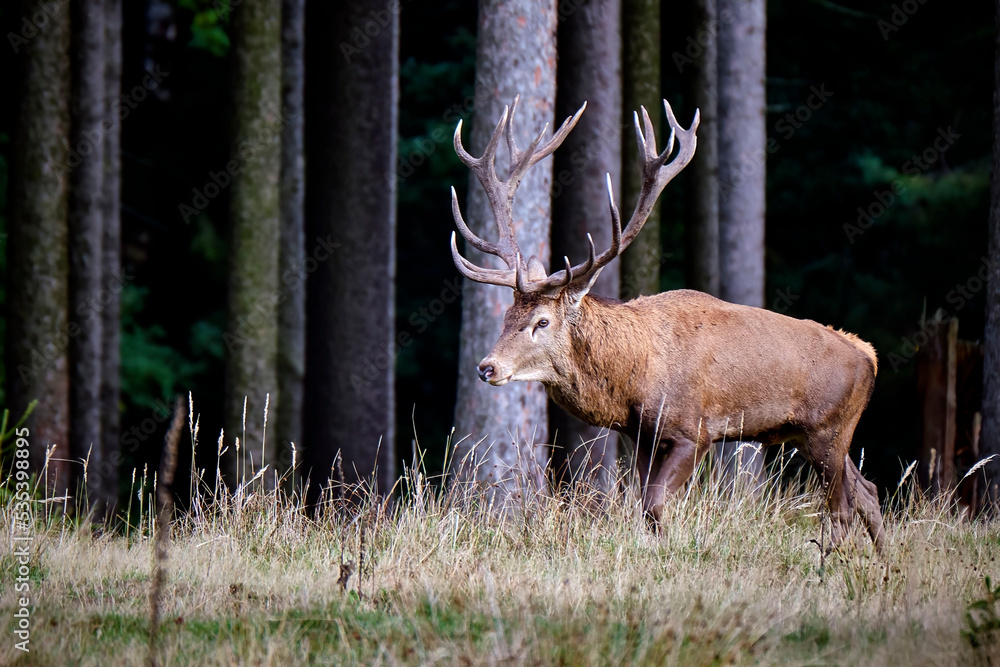 Rothirsch ( Cervus elaphus ). Rothirsch ( Cervus elaphus ).
