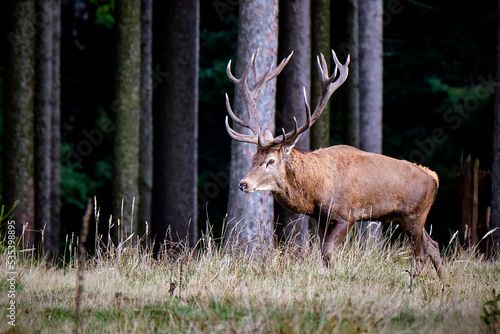 Fototapeta Naklejka Na Ścianę i Meble -  Rothirsch ( Cervus elaphus ).