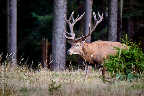 Fototapeta Naklejka Na Ścianę i Meble -  Rothirsch ( Cervus elaphus ).