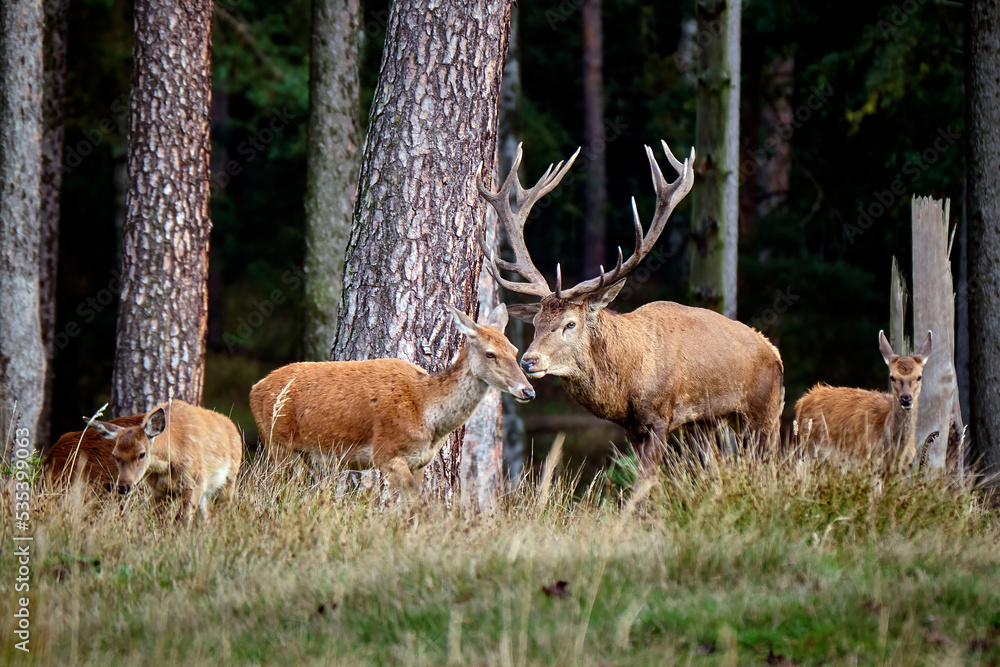 Obraz premium Rothirsch ( Cervus elaphus ).