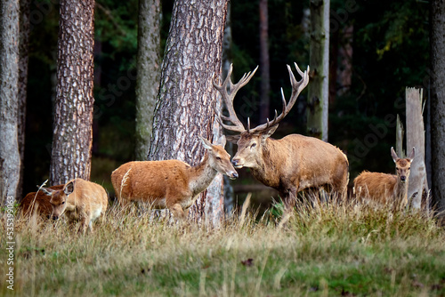 Fototapeta Naklejka Na Ścianę i Meble -  Rothirsch ( Cervus elaphus ).