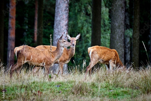 Fototapeta Naklejka Na Ścianę i Meble -  Rothirsch ( Cervus elaphus ).