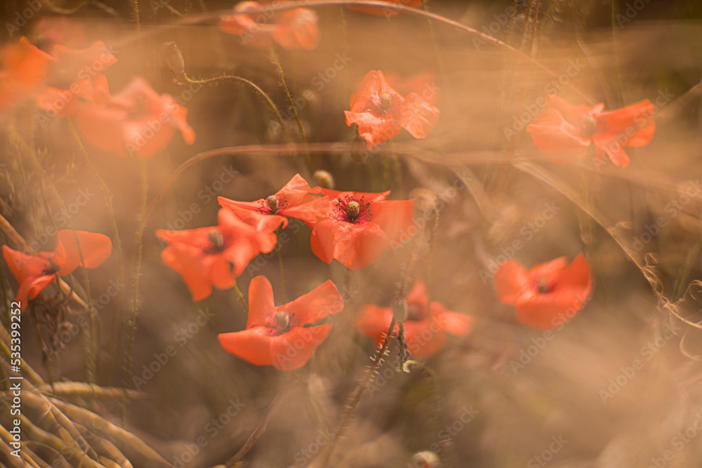 Close up of red poppy field illuminated in backlit by low lying sun just before sunset / after sunrise Close up of red poppy field illuminated in backlit by low lying sun just before sunset / after sunrise