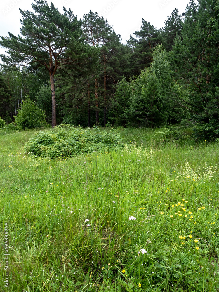 green clean large forest clearing in summer green clean large forest clearing in summer