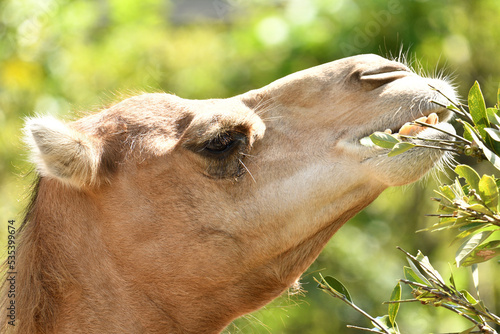 木の葉を食べるラクダ