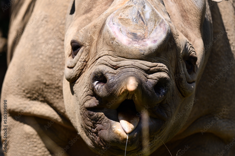 Fototapeta premium 変顔のヒガシクロサイ