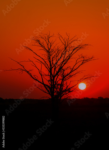 Leafless tree with red sky at sunset in eastern Bolivia
