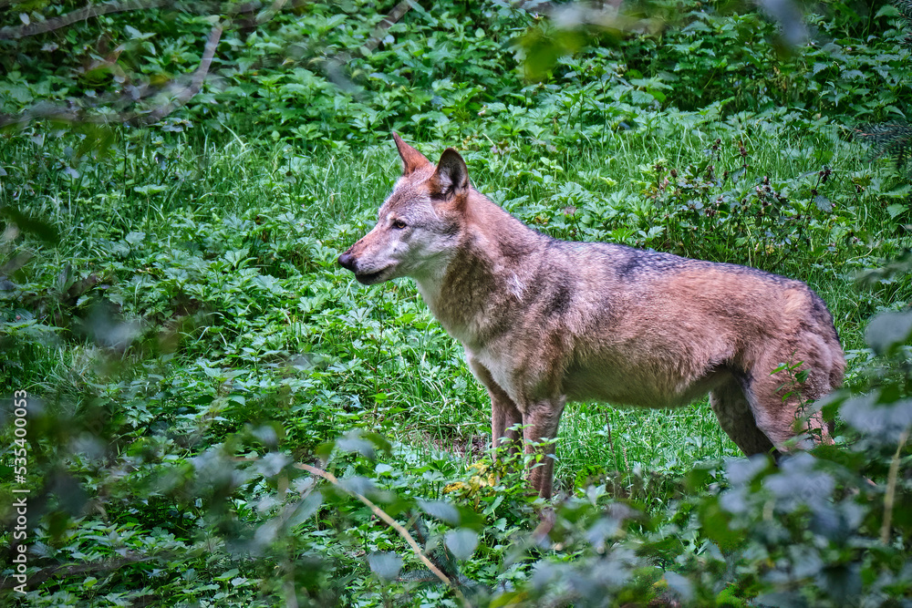 Fototapeta premium Europäischer Wolf ( Canis lupus ).